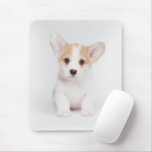 Cutest Baby djur White Corgi Puppy Musmatta