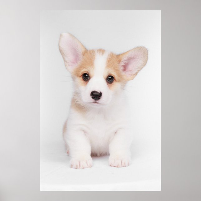 Cutest Baby djur | White Corgi Puppy Poster (Framsidan)