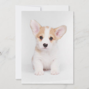 Cutest Baby djur White Corgi Puppy Tack Kort