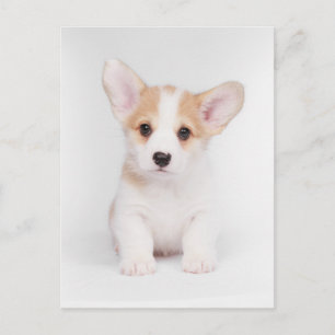 Cutest Baby djur   White Corgi Puppy Vykort