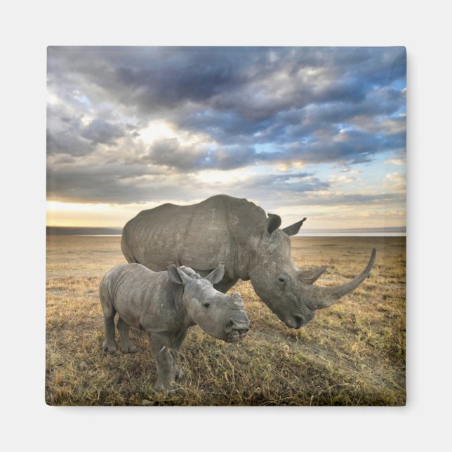Cutest Baby djur | White Rhino & Calf Magnet (Framsidan)