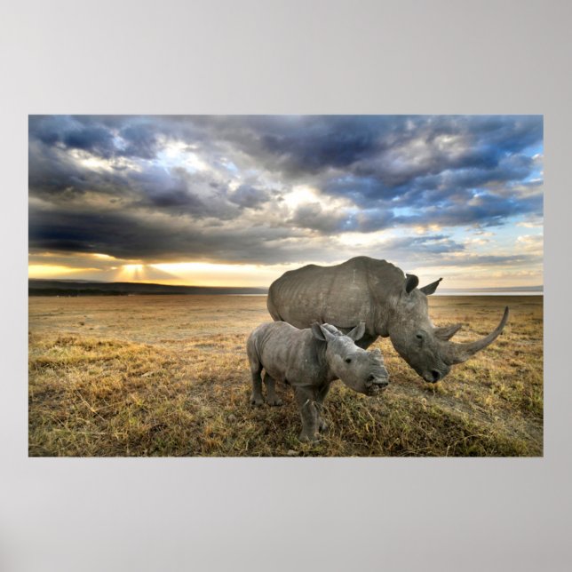 Cutest Baby djur | White Rhino & Calf Poster (Framsidan)
