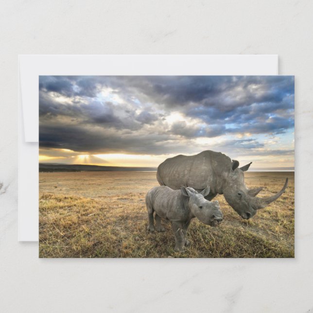 Cutest Baby djur | White Rhino & Calf Tack Kort (Framsida)