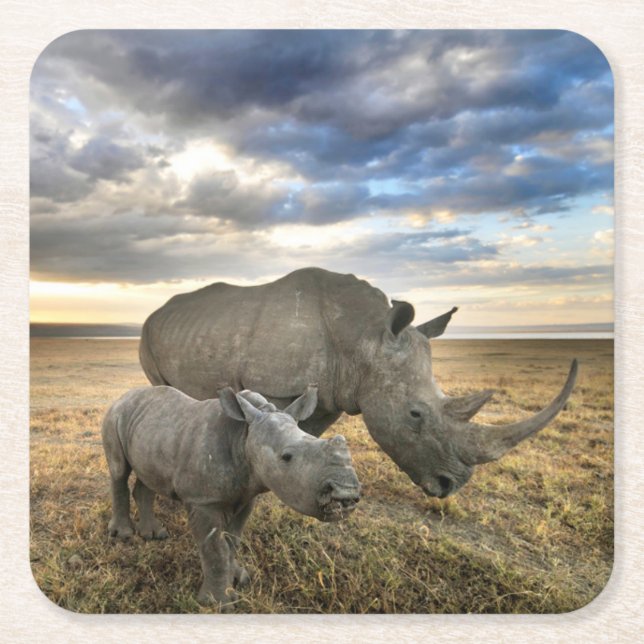 Cutest Baby djur | White Rhino & Calf Underlägg Papper Kvadrat (Framsidan)