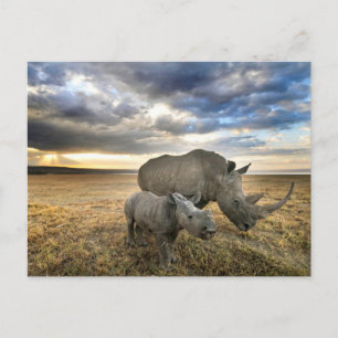 Cutest Baby djur   White Rhino & Calf Vykort
