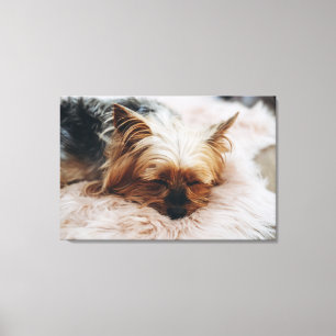 Cutest Baby djur Yorkshire Terrier Canvastryck