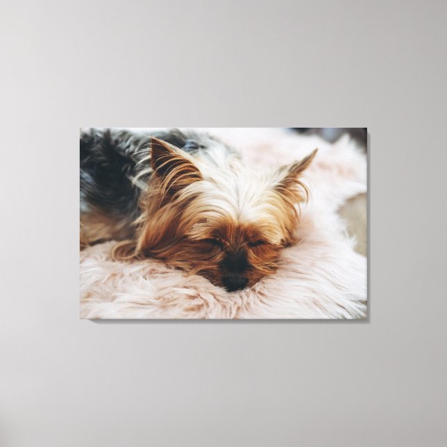 Cutest Baby djur | Yorkshire Terrier Canvastryck (Framsida)