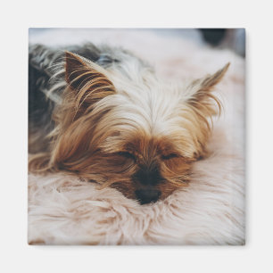Cutest Baby djur Yorkshire Terrier Magnet