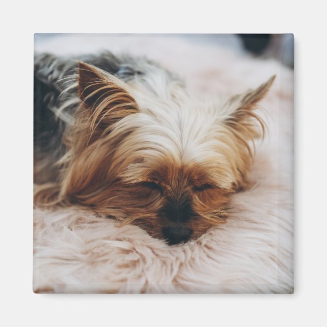 Cutest Baby djur | Yorkshire Terrier Magnet (Framsidan)