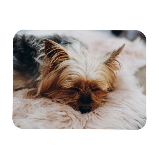Cutest Baby djur | Yorkshire Terrier Magnet (Horisontell)