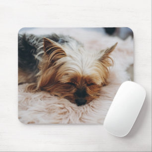 Cutest Baby djur Yorkshire Terrier Musmatta
