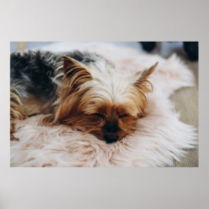 Cutest Baby djur Yorkshire Terrier Poster