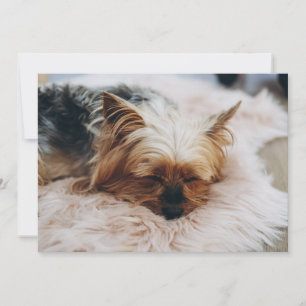 Cutest Baby djur Yorkshire Terrier Tack Kort