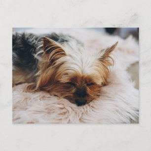 Cutest Baby djur Yorkshire Terrier Vykort