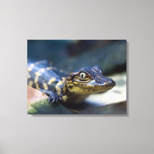Cutest Baby djur Young Alligator Canvastryck