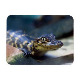 Cutest Baby djur Young Alligator Magnet