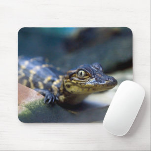 Cutest Baby djur   Young Alligator Musmatta