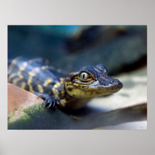 Cutest Baby djur Young Alligator Poster