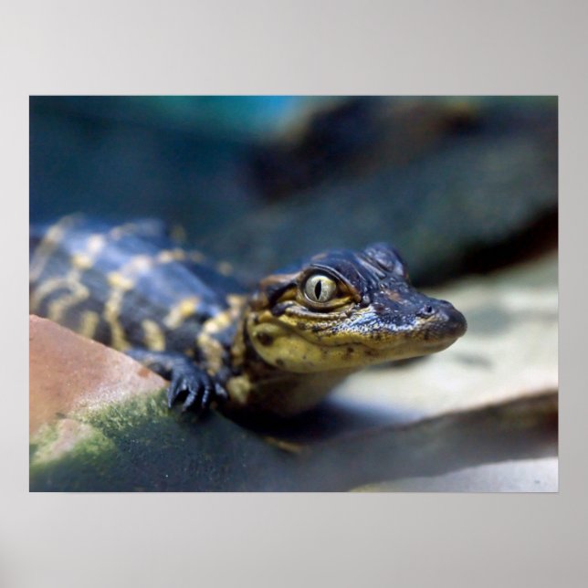 Cutest Baby djur | Young Alligator Poster (Framsidan)