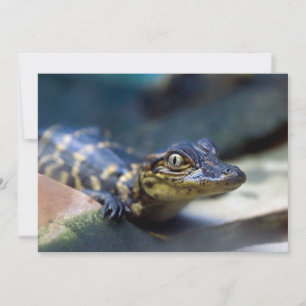 Cutest Baby djur Young Alligator Tack Kort