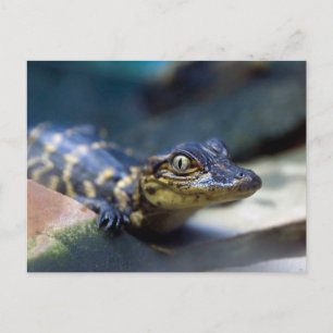 Cutest Baby djur Young Alligator Vykort