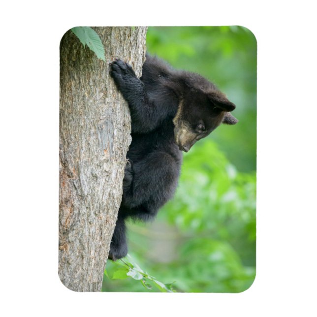 Cutest Baby djur | Young Black Bear Unge Magnet (Vertikal)