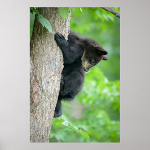 Cutest Baby djur Young Black Bear Unge Poster