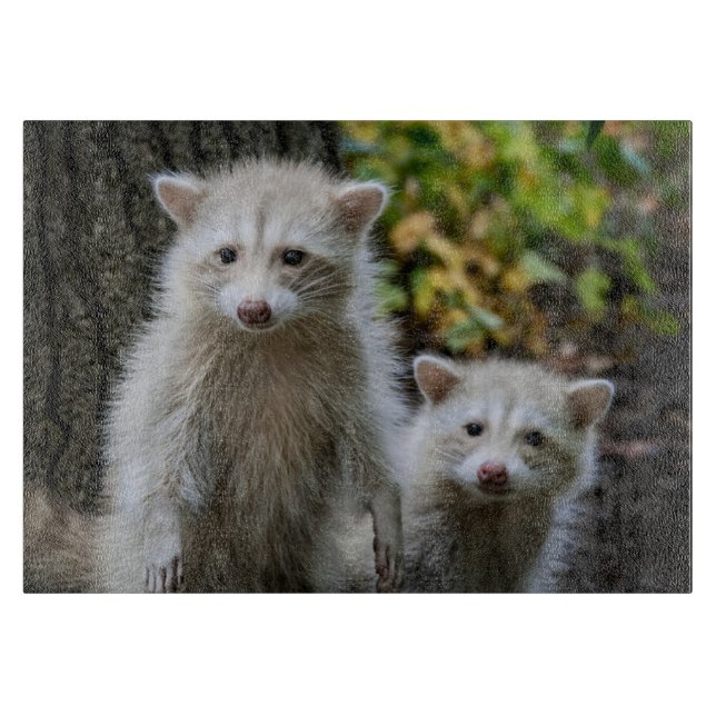 Cutest Baby djur | Young Blonde Raccoons (Framsidan)