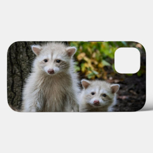 Cutest Baby djur   Young Blonde Raccoons