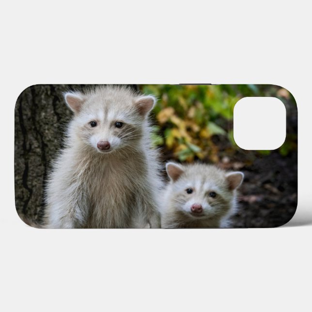 Cutest Baby djur | Young Blonde Raccoons (Baksida (horisontell))
