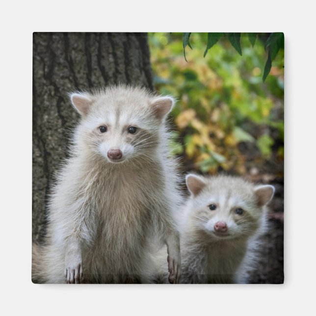 Cutest Baby djur | Young Blonde Raccoons Magnet (Framsidan)