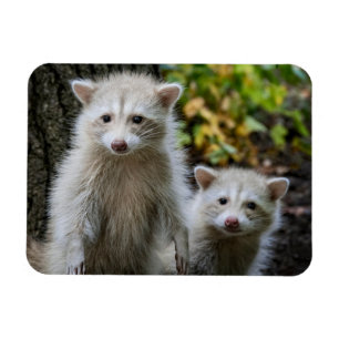 Cutest Baby djur Young Blonde Raccoons Magnet