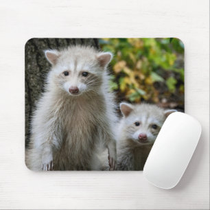 Cutest Baby djur Young Blonde Raccoons Musmatta