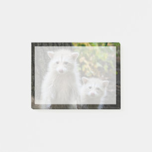 Cutest Baby djur Young Blonde Raccoons Post-it Block