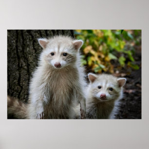 Cutest Baby djur Young Blonde Raccoons Poster