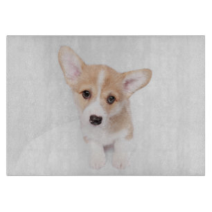 Cutest Baby djur Young Corgi Puppy
