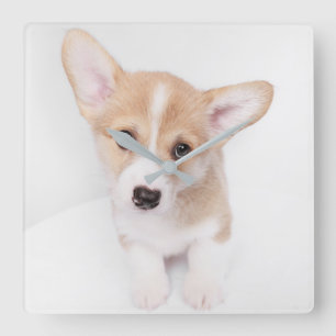 Cutest Baby djur Young Corgi Puppy Fyrkantig Klocka