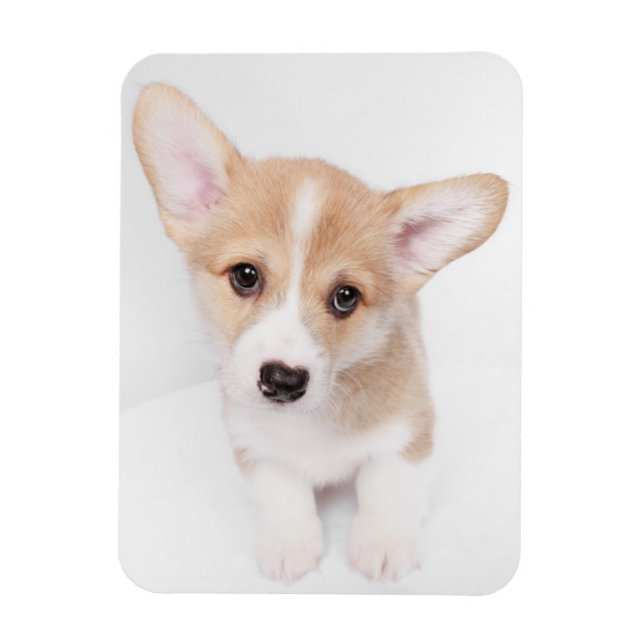 Cutest Baby djur | Young Corgi Puppy Magnet (Vertikal)