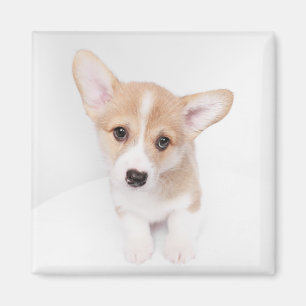 Cutest Baby djur Young Corgi Puppy Magnet