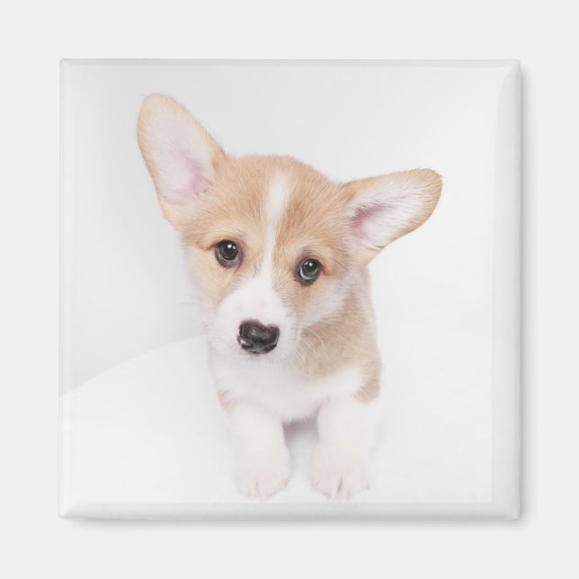 Cutest Baby djur | Young Corgi Puppy Magnet (Framsidan)