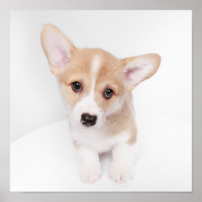 Cutest Baby djur | Young Corgi Puppy Poster (Framsidan)