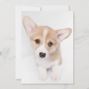 Cutest Baby djur   Young Corgi Puppy Tack Kort