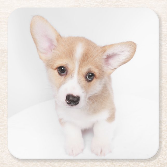 Cutest Baby djur | Young Corgi Puppy Underlägg Papper Kvadrat (Framsidan)