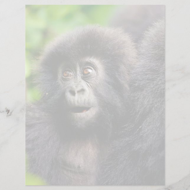 Cutest Baby djur | Young Mountain Gorilla (Framsida)