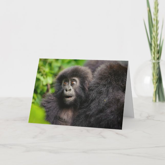 Cutest Baby djur | Young Mountain Gorilla Kort (Framsida)