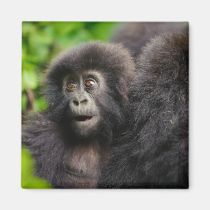 Cutest Baby djur Young Mountain Gorilla Magnet