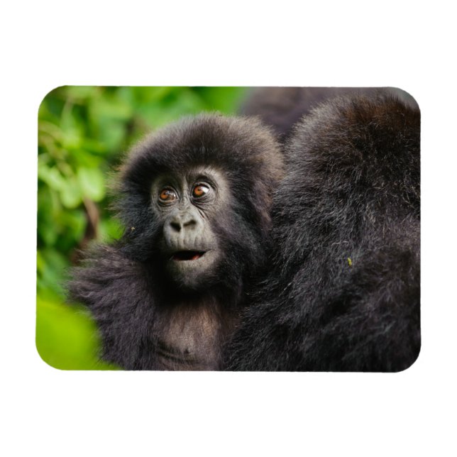 Cutest Baby djur | Young Mountain Gorilla Magnet (Horisontell)