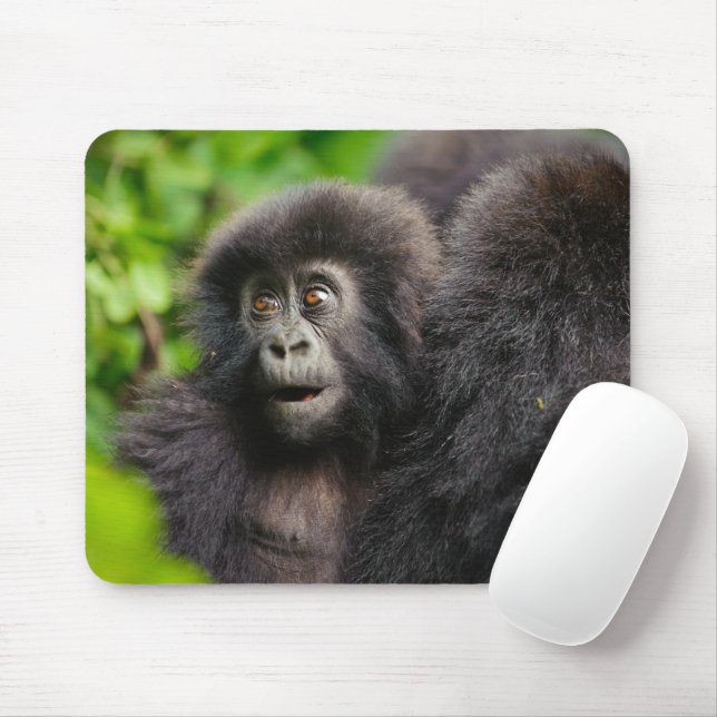 Cutest Baby djur | Young Mountain Gorilla Musmatta (Med mus)