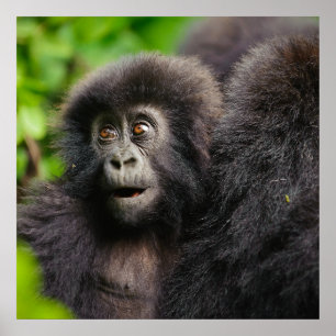 Cutest Baby djur Young Mountain Gorilla Poster