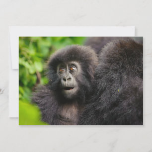 Cutest Baby djur Young Mountain Gorilla Tack Kort